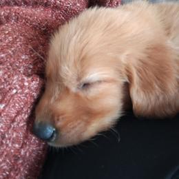 Light Green - Dark golden male Golden Retriever puppy in Davisboro, Georgia from Ginger Snap Golden Retrievers