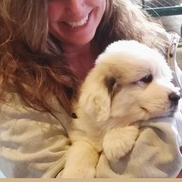 Great Pyrenees Puppies from Prospect Pyrenees