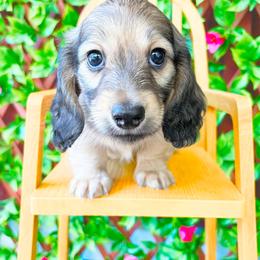 Rocky 3750 - Cream male Dachshund puppy in Sylvania, Alabama from Yancey’s Doxies