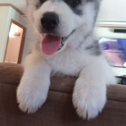 Siberian Husky Puppies from Husky Rose