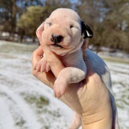 Willow - White and black female Dalmatian puppy in Mt. Vernon, Texas from Double B