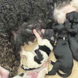 Goldendoodle Puppies from Summer Sun Doodles