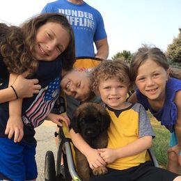 Leonberger Puppies from Lionsview Chalet