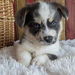 Joanie - Blue merle and white female American Corgi puppy in Shawnee, Oklahoma from Sunray Ranch