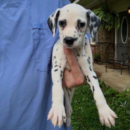 Snoopy Jr - White and black male Dalmatian puppy in Bremen, Georgia from Clark’s Dalmatians