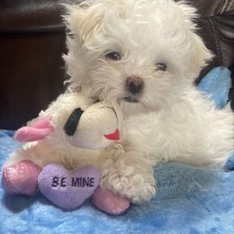 1 - White male Maltese puppy in Cascade, Iowa from Ani's Midwest Maltese