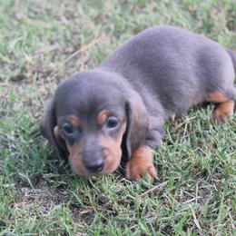 Riley - Gray (blue) and tan male Dachshund puppy in Paris, Texas from Kuttin’ Up Mini Aussies