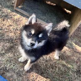 Brownie - Black male Pomsky puppy in Conway, Arkansas from Prancing Pomskies