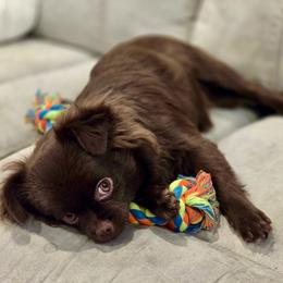 Roo - Chihuahua