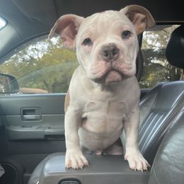 American Bully Puppies from D1.Bullz.And.Thangz