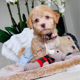 CODY - Champagne male Maltipoo puppy in Sugar Land, Texas from Celebrity Maltipoos