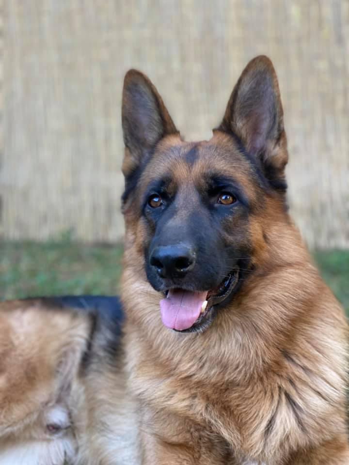 Chico