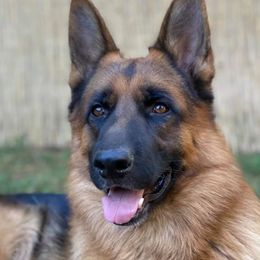 Chico - German Shepherd