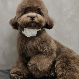 Coco - Brown female Poodle puppy in San Diego, Temecula, Ontario, California from Yorkie & Maltese Royalty