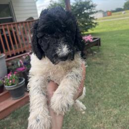 Poodle Puppies from Legacy Farms Standard Poodles