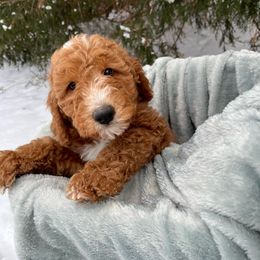 Diana - Red  Goldendoodle puppy in Clarksville, Tennessee from Golden Pine Designer Doodles
