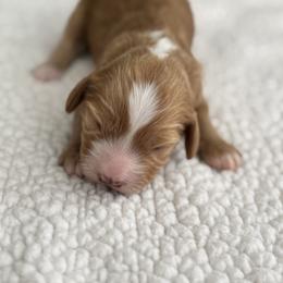 Cavapoo and Cockapoo Puppies from The Barkery