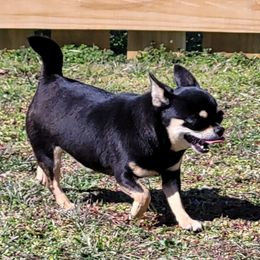 Raven - Chihuahua