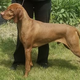 Vizslas from Wata Vizsla