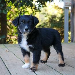 Bellatrix - Black tri-color female Australian Shepherd puppy in Statesville, North Carolina from Charming Australian Shepherds