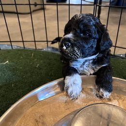 Portuguese Water Dog Puppies from Yellowstone Porties