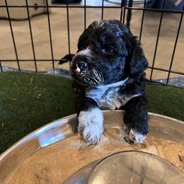Portuguese Water Dog Puppies from Yellowstone Porties