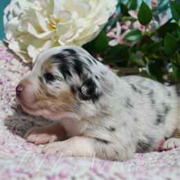 Winnie - Blue merle female Australian Shepherd puppy in Placerville, California from BFF Aussies
