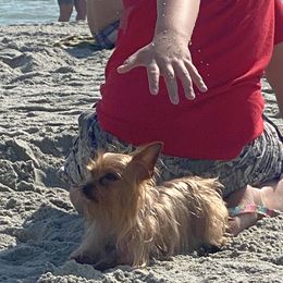 Chihuahua and Yorkshire Terrier All Grown Up from CoolMissLLC