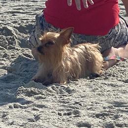 Chihuahua and Yorkshire Terrier All Grown Up from CoolMissLLC