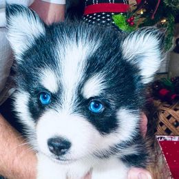 Girl 1 - Black and white female Pomsky puppy in Rhome, Texas from TyeDye Kennels