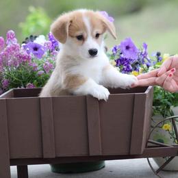 Basset Hound and Pembroke Welsh Corgi Puppies from Northstar Corgis and Basset Hounds