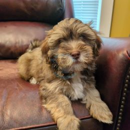 Reeses - Chocolate sable male Havanese puppy in Mocksville, North Carolina from A New Hope Havanese