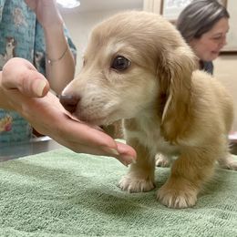 Dachshund Puppies from Island Farms Mimi’s Dachshunds Florida