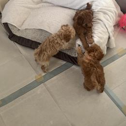 Poodle Puppies from ItalianToyPoodles