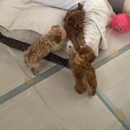 Poodle Puppies from ItalianToyPoodles