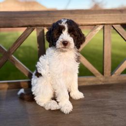 Megan - Parti female Goldendoodle puppy in Allen, Texas from Calena’s Doodles