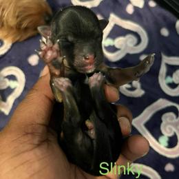 Slinky - Black and tan male Yorkipoo puppy in Gastonia, North Carolina from Precious pups dynasty kennel