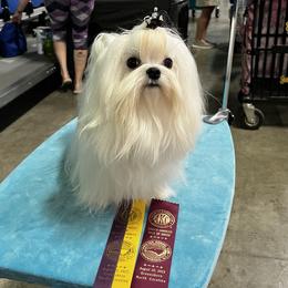 Leo - Maltese