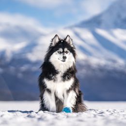 Benelli - Pomsky
