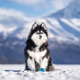 Benelli - Pomsky