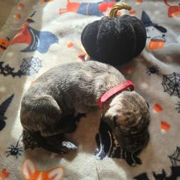 Ichabod - Brindle male Great Dane puppy in New York from Port Bay Danes
