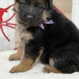 Tori - Black and red female German Shepherd puppy in La Salle, Colorado from Pure Heart German shepherds