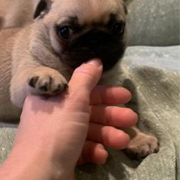 Merry - Fawn female Pug puppy in Prairieville, Louisiana from Freedom Meadow Farm