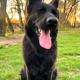 German Shepherds from Von Holly Haus German Shepherds