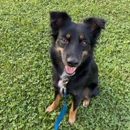 Dolly - Miniature Australian Shepherd