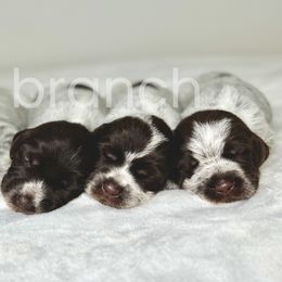 Wirehaired Pointing Griffons from Dry Branch