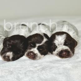 Wirehaired Pointing Griffons from Dry Branch