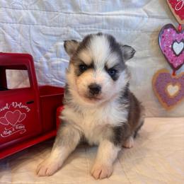 Hart - Black and white male Pomsky puppy in Bucyrus, Missouri from Hill Top Pomskies