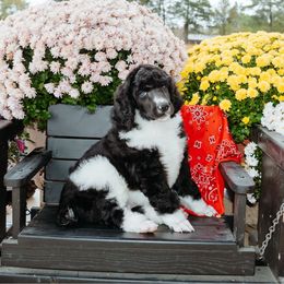 Benjamin - Parti male Poodle puppy in Vilonia, Arkansas from Liberty Valley Poodles