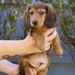 Rock - Red male Dachshund puppy in Perry, Florida from EntityDachs